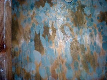 moldfighter.com Mold Problems