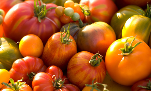 growing-tomatoes Growing Tomatoes