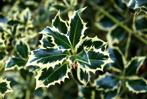 wildlife-deterrent Growing Hedgerows - Wildlife Deterrent