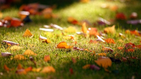 fall-lawn-care Fall Lawn Care