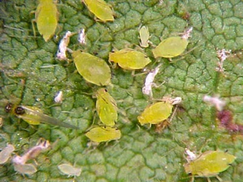 soybeans.umn.edu-aphids_hangingout_big Combat Garden Pests