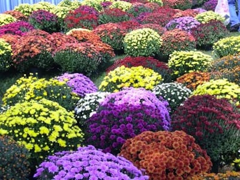 GetMoreCurbAppeal.com-Mums Fall Mums