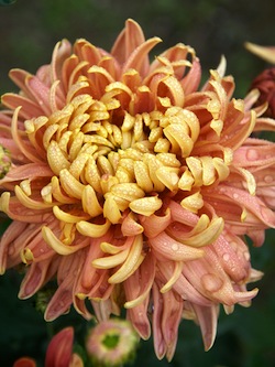 bluestoneperennials-Mum_Homecoming Mums in Fall