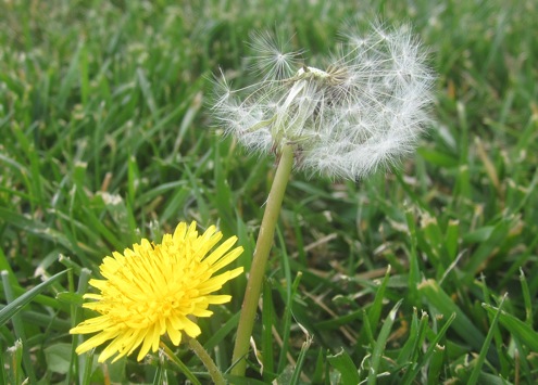 fall-lawn-maintenance-weeding Fall Lawn Maintenance - Weeding