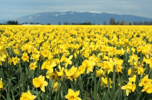 Yellow daffodils Funflowerfacts.com-yellow-daffodils-field