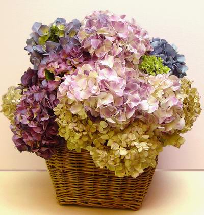 hydrangeashydrangeas.com-drying-silica- How to Dry Hydrangea