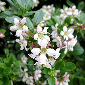 plantencyclopedia.net-escallonia_appleblossom_fl How to Plant an Apple Tree