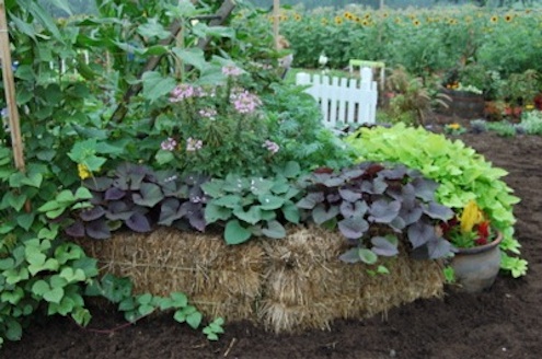 planter Straw Bale DIY - Planter