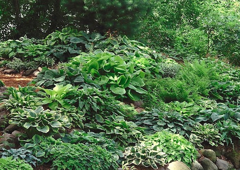 Hostas Dividing Plants in Fall - Hostas
