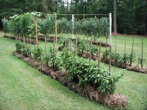 gardening Straw Bale DIY - Gardening