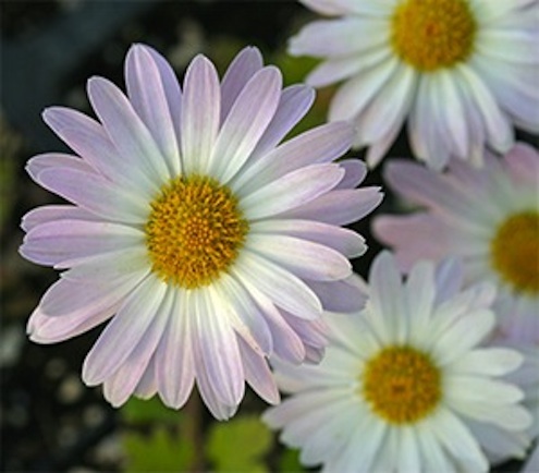 Viette.com-Chrysanthemum'Venus'HRY608FrontNearGrasses007C Fall Plants - Mums