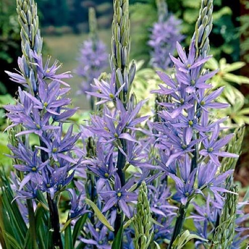 Camas-Lily Planting for Fall - Camas-Lily