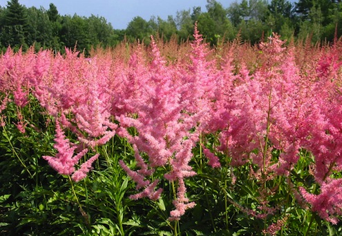 Astilbes Dividing Plants in Fall - Astilbes