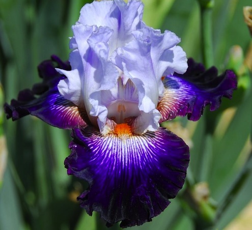 Bearded Iris Dividing Plants in Fall - Bearded Iris