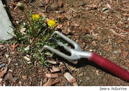 blogcdn.com-hand-rake-debraMcDuffee-photo Rake Types - Hand Rake