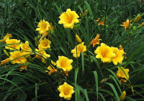 Day Lilies Dividing Plants in Fall - Day Liles