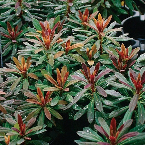 euphorbias-fall-plants-provenwinners.com-2 Fall Plants - Euphorbias