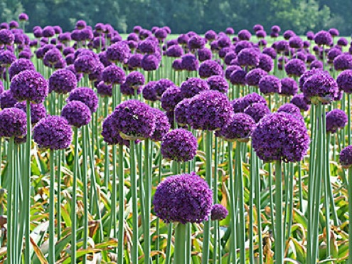 allium Planting for Fall - Alliums