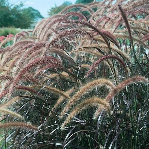 ornamentalgrasses-provenwinners-fall-plants.com_ Fall Plants - Grasses