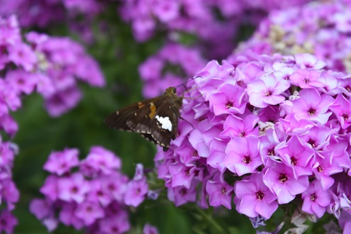 Phlox Dividing Plants in Fall - Phlox