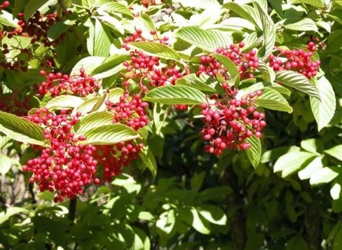 fall-bushes-viburnums Fall Bushes - Viburnums