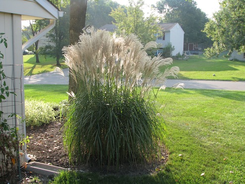 maiden Ornamental Grasses - Maiden