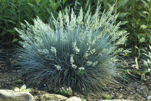 elijah-blue Ornamental Grasses - Elijah Blue