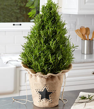 Decorative tabletop Christmas tree alternative—rosemary bush Decorative tabletop Christmas tree - ProFlowers