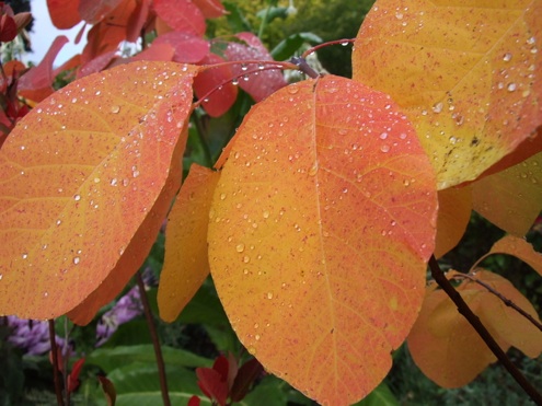 fall bushes american smoketree Fall Bushes - American Smoketree