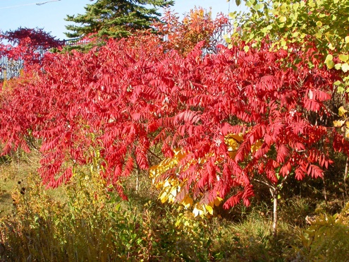 fall bushes sumac Fall Bushes - Sumac