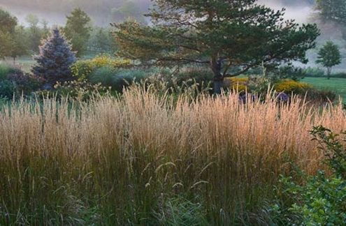 feather-reed Ornamental Grasses - Feather Reed
