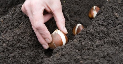 planting-garlic-2 How and When to Plant Garlic