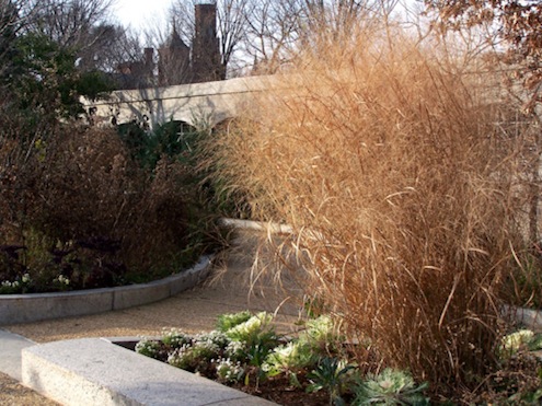 switchgrass Ornamental Grasses - Switchgrass