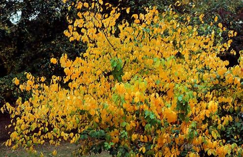 fall bushes spicebush Fall Bushes - Spicebush