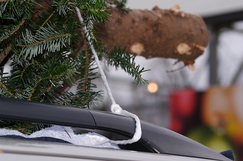 There are more Christmas tree types than you may have thought! Christmas Tree Types