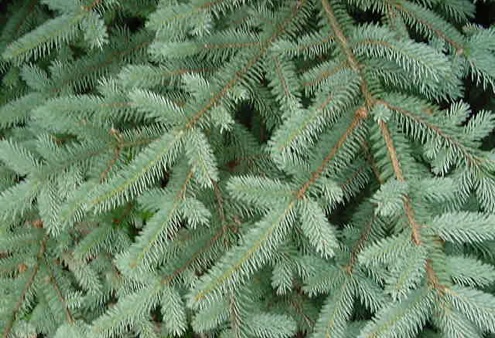 Christmas Tree Types - Blue Spruce Christmas Tree Types - Blue Spruce