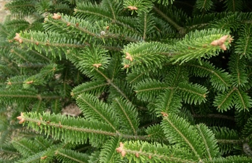 Christmas Tree Types - Frasier Fir Christmas Tree Types - Frasier Fir
