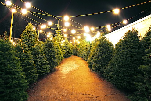 picking-a-christmas-tree Picking a Christmas Tree