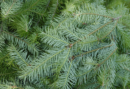 Douglas Fir Christmas Tree Boughs Christmas Tree Types - Douglas Fir