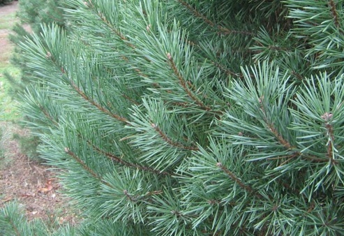 Christmas Tree Types - Scotch Pine Christmas Tree Types - Scotch Pine
