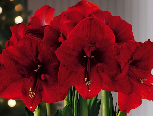 amaryllis-care Amaryllis Care