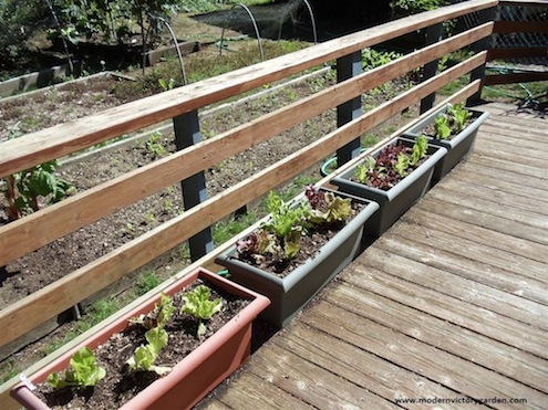 deck-container-garden Grow Salad Greens in Containers - Deck Container Garden
