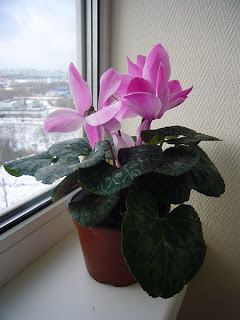 indoor-plants-winter-cyclamen Indoor Plants Winter Care - Cyclamen