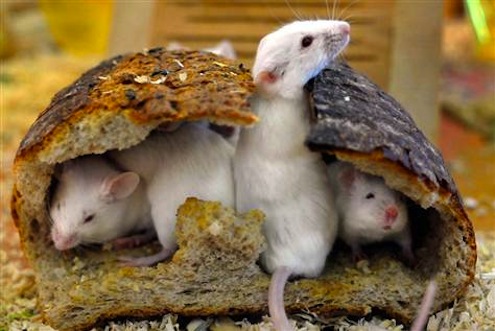 House-Pests House Pests