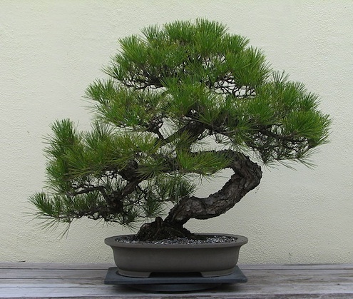 bonsai-care-juniper Bonsai Care - Juniper