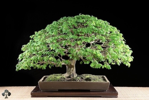 bonsai-care-brazilian-rain-tree Bonsai Care - Brazilian Rain Tree