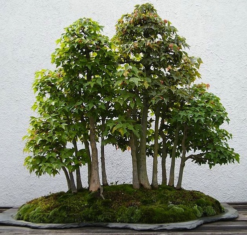 bonsai-care-trident-maple-bonsai Bonsai Care - Trident Maple Bonsai