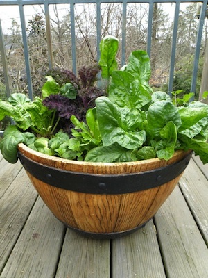 spinach Grow Salad Greens in Containers - Spinach