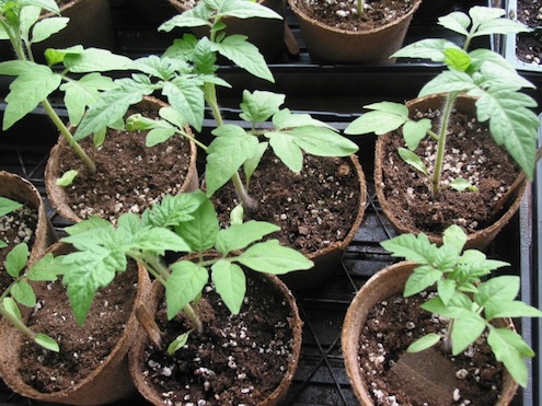 start-tomatoes-from-seed Start Tomatoes from Seed