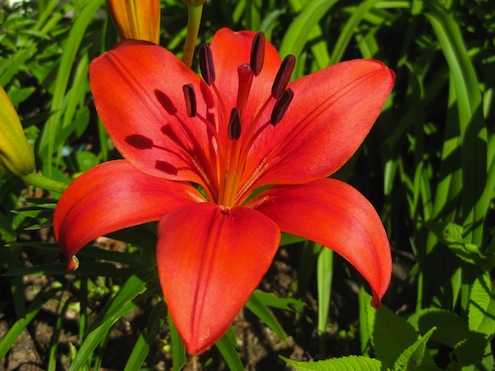 asiatic-lilies Spring Planting - Asiatic Lilies